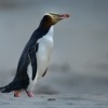 Tucnak zlutooky - Megadyptes antipodes - Yellow-eyed penguin - hoiho 8653